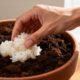 O arroz que sobra na cozinha pode beneficiar o solo