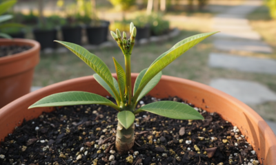 Uma muda de jasmim-manga virou símbolo de carinho e memória na família
