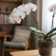 Orquídea bonita o ano inteiro: só luz certa, rega sem exagero e um kit básico já fazem diferença no começo