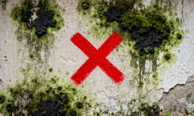 Adeus mofo nas paredes: o truque natural que funciona melhor do que água sanitária