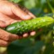 Plantar pepino japonês do jeito certo garante colheita rápida e bonita
