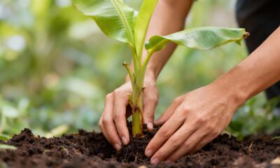 Plantar banana-nanica do jeito certo ajuda a colher frutos mais doces