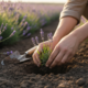 Plantar lavanda do jeito certo evita raízes apodrecidas e mantém a planta saudável