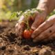 Plante tomate-cereja e veja a colheita chegar antes do esperado