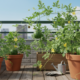 Quem planta mini-melancia em casa se surpreende com o resultado