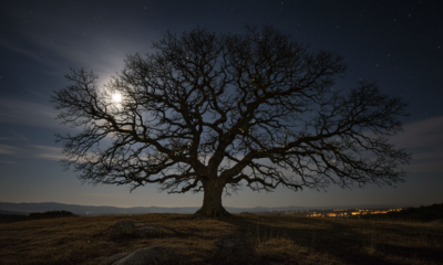 Os galhos das árvores costumam estalar quando a noite esfria
