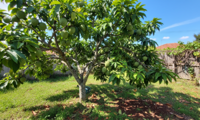 Quem planta atemoia assim costuma ter uma árvore saudável no quintal