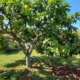 Quem planta atemoia assim costuma ter uma árvore saudável no quintal