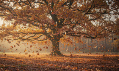 O que faz certas plantas soltarem folhas em determinados momentos