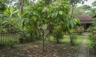 O cacau enxertado ideal para quintais pequenos e que começa a produzir mais cedo