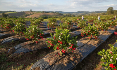 Com o vaso certo, a acerola-anã pode produzir em casa