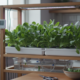 Quem cultiva rúcula em casa colhe folhas mais frescas e saborosas