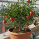 Quem cultiva romã em casa aprende rápido o que faz a planta frutificar
