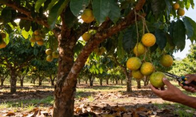 O bacuri clonado que pode ser cultivado no quintal e surpreende na produção