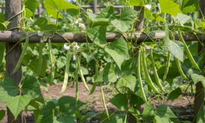 Esse manejo ajuda o feijão-de-trepadeira a acelerar a produção