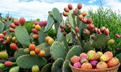 Essa frutífera rústica cresce com pouco cuidado e rende bons frutos