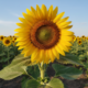 Esse cuidado simples ajuda o girassol a crescer com flores grandes e firmes