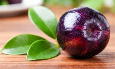 O jamelão que une beleza no paisagismo e produção generosa de frutos