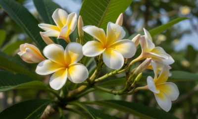 Esse cuidado ajuda o jasmim-manga a florir por mais tempo no ano