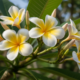 Esse cuidado ajuda o jasmim-manga a florir por mais tempo no ano
