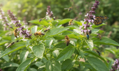 Por que algumas plantas vivem cheias de insetos enquanto outras ficam quase vazias