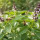 Por que algumas plantas vivem cheias de insetos enquanto outras ficam quase vazias