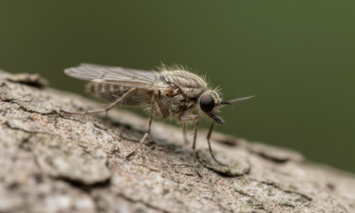 Esse inseto minúsculo surge logo após chuvas fortes e some tão rápido quanto aparece