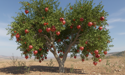 Meu pé de romã virou o símbolo silencioso da virada do meu ano
