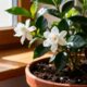 Plantar jasmim-do-cabo do jeito certo garante flores perfumadas por mais tempo