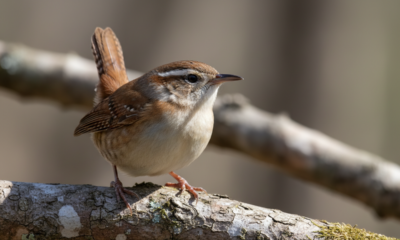 O pássaro que volta sempre ao mesmo lugar para cantar e chama atenção no quintal