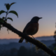 Esse pássaro canta apenas antes do amanhecer e quase ninguém sabe por quê