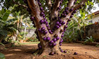 A árvore brasileira que dá frutos direto no tronco e pode viver mais de 100 anos