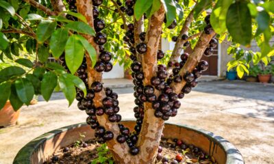 Como plantar jabuticaba em casas pequenas e até sem quintal
