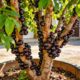 Como plantar jabuticaba em casas pequenas e até sem quintal