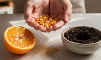 Transforme a semente de uma laranja numa árvore: como plantar laranjeira em casa e ter frutas frescas