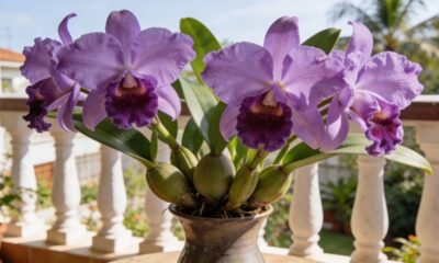 Essa orquídea me lembra que nem toda beleza é imediata