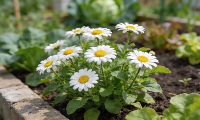 Essa camomila ajuda a equilibrar o jardim e muda a saúde das plantas ao redor