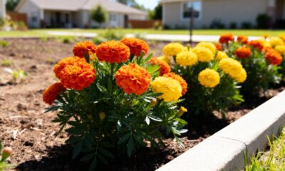A flor tropical que afasta formigas e mantém o jardim colorido o ano inteiro