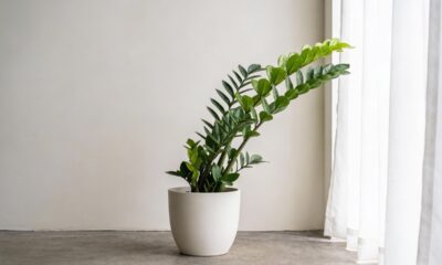 O que significa quando plantas crescem mais em um canto da casa