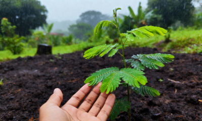 A mudança no clima que deixa plantas mais sensíveis ao toque