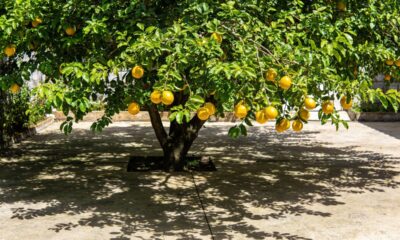 Essa fruta nativa se adapta ao quintal e rende colheitas generosas