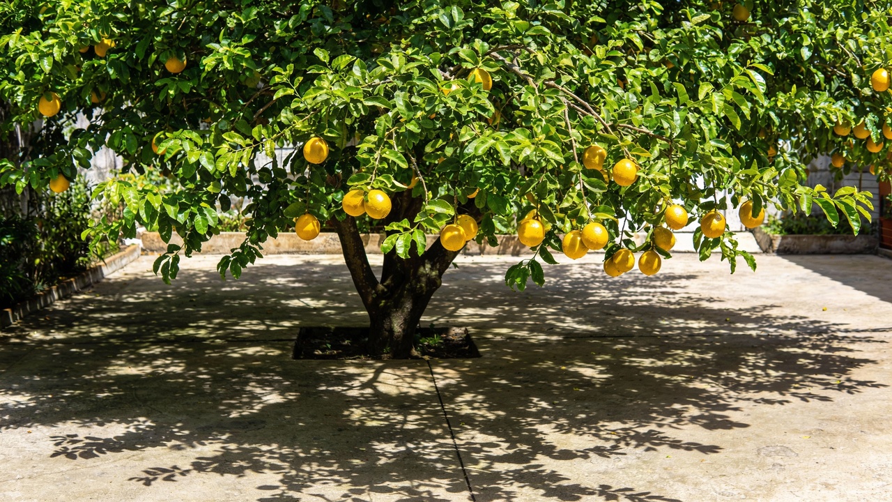 Essa fruta nativa se adapta ao quintal e rende colheitas generosas