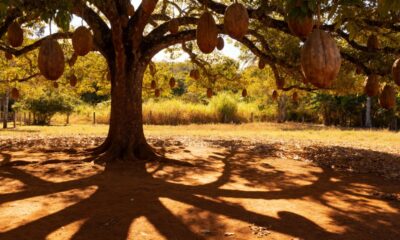 A sapucaia cresce forte em quintais grandes e surpreende pelo fruto