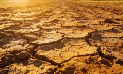 O que o calor excessivo faz com o solo e por que as plantas sofrem