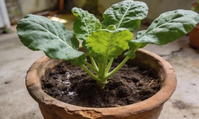 Essa forma simples de plantar couve faz a planta se multiplicar rápido