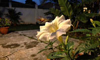 O que faz o aroma das flores aparecer mais quando escurece