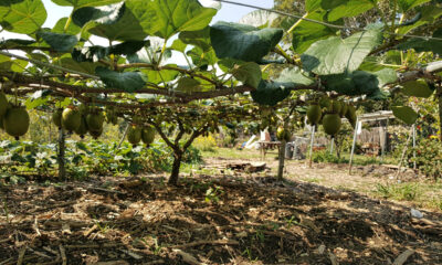 A fruta exótica que encontrou espaço para crescer em solo brasileiro