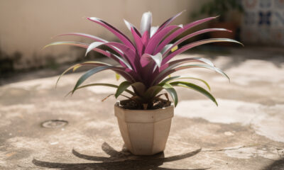 O abacaxi-roxo que une resistência e impacto visual no paisagismo