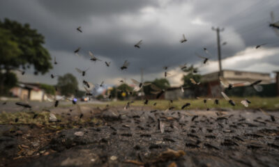 Mudanças bruscas no clima afetam insetos mais do que parece