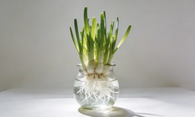 Essa cebolinha simples se multiplica em casa e não acaba nunca